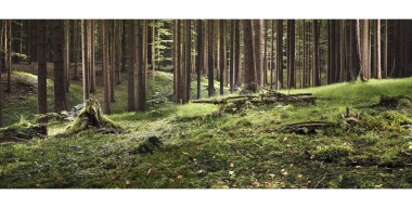 Waldkalender – Fichtenwald am Isarfochufer bei Strasslach