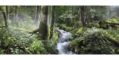 Waldkalender – Zauberwald in Ramsau bei Berchtesgaden