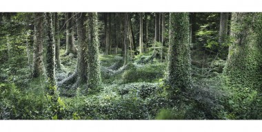 Waldkalender – Efeubewachsener Wald am Zellsee, Kreis Wessobrunn