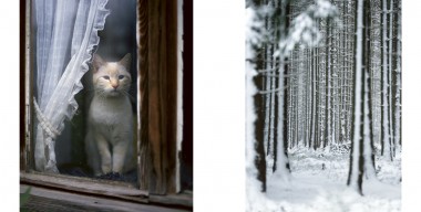 Heimatkalender – Katze, Winterwald