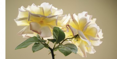 Blumenkalender – Rose