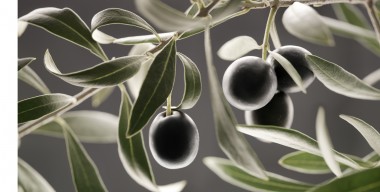 Blumenkalender – Olive