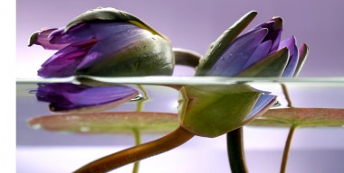 Blumenkalender – Seerose
