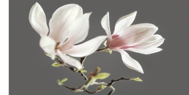 Blumenkalender – Magnolie